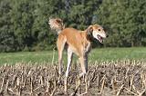 SALUKI 058
